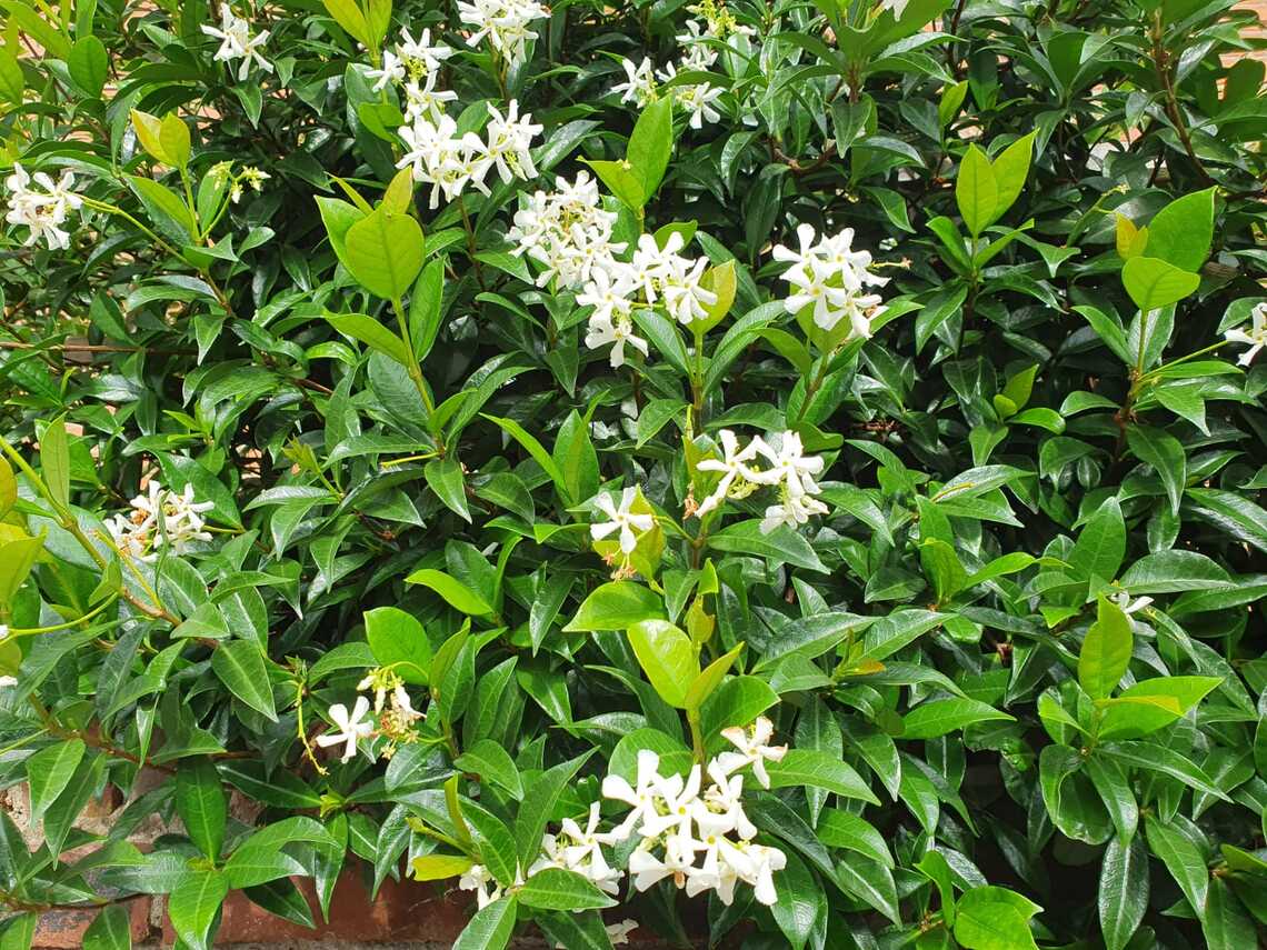 Plant Jasmine scattered heads